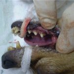 флюс у собаки