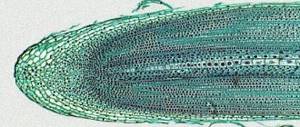 Root tip photo