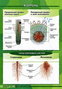 Схема корня растения