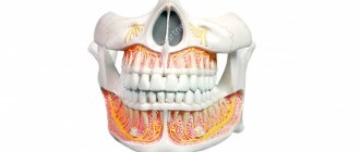 Jaw bone tissue and structure