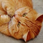 Treatment of inflammation of the salivary gland in a cat