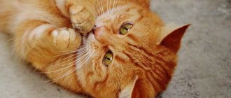 Лечение воспаление слюнной железы у кота