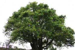 Масло чайного дерева, или как его еще называют Melaleuca, добывается из листьев австралийского растения Melaleuca Alternifolia.