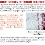 microflora in the mouth