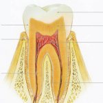 На фото показано строение зуба