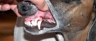 Ножницеобразный прикус у азавака, фото фотография собаки