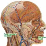 Околоушная железа