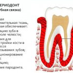 periodontal tooth