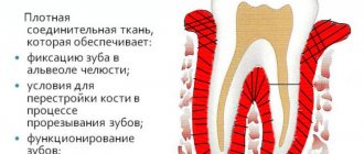 периодонт зуба