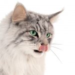 Почему у кота черное небо. Белый язык у кошки: все возможные причины и их опасности