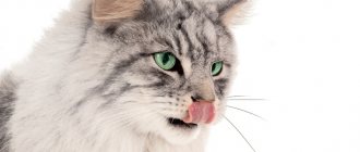 Почему у кота черное небо. Белый язык у кошки: все возможные причины и их опасности