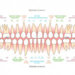Rules for numbering teeth in dentistry