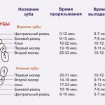 Location and number of molars in the oral cavity in children