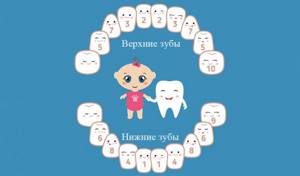 Схема прорезывания детских зубов