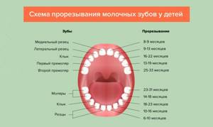 Схема прорезывания молочных зубов у детей в картинках