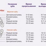 Сроки прорезывания молочных зубов у детей, таблица