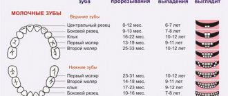 Сроки прорезывания молочных зубов у детей, таблица