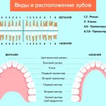 Виды и расположение зубов в картинках