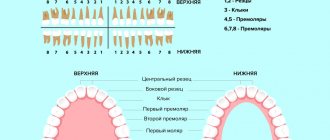 Виды и расположение зубов в картинках