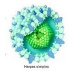 Виды вируса «герпес»