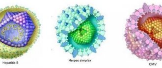 Виды вируса «герпес»